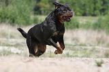 ROTTWEILER 281